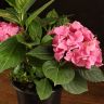 Гортензия 35/15 розовая фото 5 &mdash; Luxury Plants