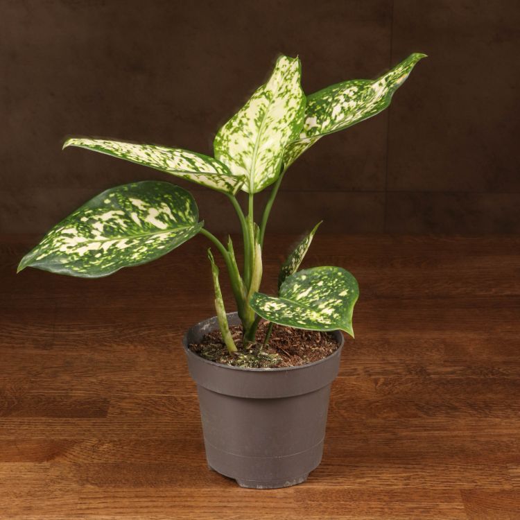 Аглаонема Сноу Вайт 35/12 фото 1 &mdash; Luxury Plants