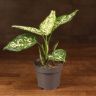 Аглаонема Сноу Вайт 35/12 фото 1 &mdash; Luxury Plants
