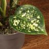 Аглаонема Сноу Вайт 35/12 фото 3 &mdash; Luxury Plants