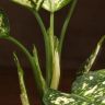 Аглаонема Сноу Вайт 35/12 фото 4 &mdash; Luxury Plants