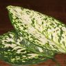 Аглаонема Сноу Вайт 35/12 фото 5 &mdash; Luxury Plants