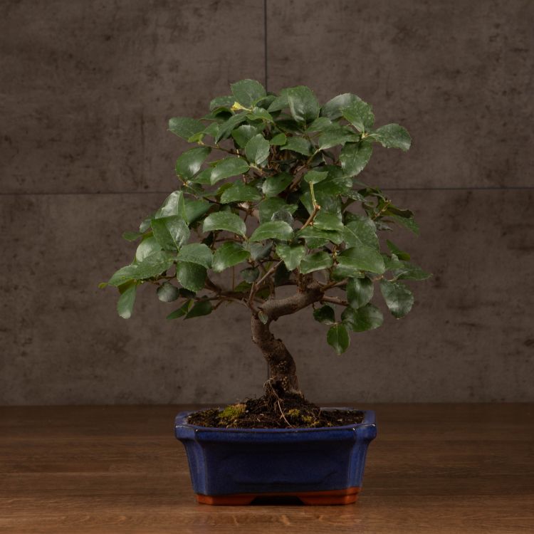 Бонсай Дуб 42 см в синей плошке фото 1 &mdash; Luxury Plants