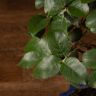Бонсай Дуб 42 см в синей плошке фото 3 &mdash; Luxury Plants