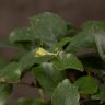 Бонсай Дуб 42 см в синей плошке фото 6 &mdash; Luxury Plants