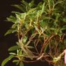 Бонсай Азалия 38 см фото 5 &mdash; Luxury Plants