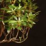 Бонсай Азалия 38 см фото 3 &mdash; Luxury Plants