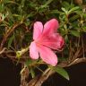 Бонсай Азалия 38 см фото 2 &mdash; Luxury Plants