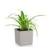 Хлорофитум Оушен в кашпо Lechuza Cube Color 14 фото 2 &mdash; Luxury Plants