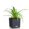 Хлорофитум Оушен в кашпо Lechuza Cube Color 14 фото 3 &mdash; Luxury Plants