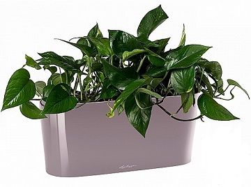 Филодендрон в кашпо Lechuza Delta 20 фиолетовый фото 1 &mdash; Luxury Plants
