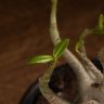 Адениум Ансу Баобаб 25/15 фото 4 &mdash; Luxury Plants