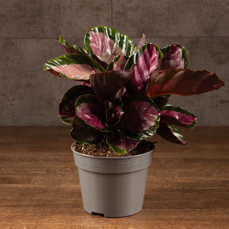 Калатея Розеопикта Рози 30/14 фото 1 &mdash; Luxury Plants
