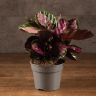 Калатея Розеопикта Рози 30/14 фото 1 &mdash; Luxury Plants