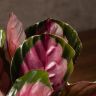 Калатея Розеопикта Рози 30/14 фото 2 &mdash; Luxury Plants