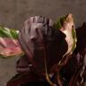 Калатея Розеопикта Рози 30/14 фото 4 &mdash; Luxury Plants