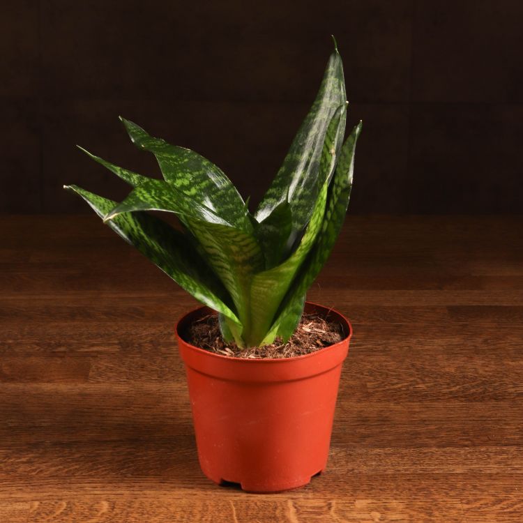 Сансевиерия Ханни Грин 25/12 фото 1 &mdash; Luxury Plants