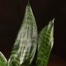 Сансевиерия Ханни Грин 25/12 фото 3 &mdash; Luxury Plants