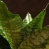 Сансевиерия Ханни Грин 25/12 фото 4 &mdash; Luxury Plants
