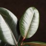 Фикус Эластика Абиджан 60/17 фото 2 &mdash; Luxury Plants
