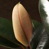 Фикус Эластика Абиджан 60/17 фото 5 &mdash; Luxury Plants