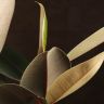 Фикус Эластика Абиджан 60/17 фото 3 &mdash; Luxury Plants