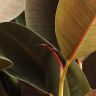 Фикус Эластика Абиджан 60/17 фото 4 &mdash; Luxury Plants
