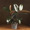 Фикус Эластика Абиджан 60/17 фото 1 &mdash; Luxury Plants