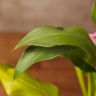 Калла бело-розовая D10 фото 3 &mdash; Luxury Plants
