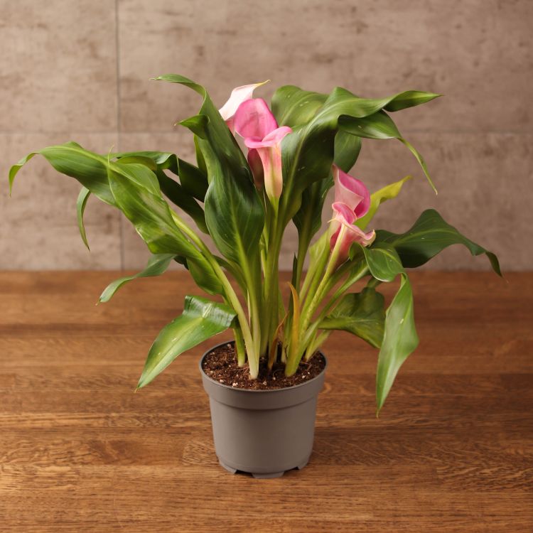 Калла бело-розовая D10 фото 1 &mdash; Luxury Plants