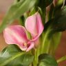 Калла бело-розовая D10 фото 2 &mdash; Luxury Plants
