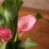 Калла бело-розовая D10 фото 5 &mdash; Luxury Plants