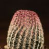 Эхиноцереус Ригидиссимус Рубриспинус д6 фото 2 &mdash; Luxury Plants