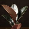 Фикус Эластика Абиджан 35/10 фото 2 &mdash; Luxury Plants