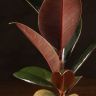 Фикус Эластика Абиджан 35/10 фото 3 &mdash; Luxury Plants