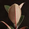 Фикус Эластика Абиджан 35/10 фото 4 &mdash; Luxury Plants