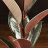 Фикус Эластика Абиджан 35/10 фото 5 &mdash; Luxury Plants