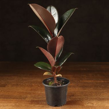 Фикус Эластика Абиджан 35/10 &mdash; Luxury Plants