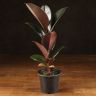 Фикус Эластика Абиджан 35/10 фото 1 &mdash; Luxury Plants