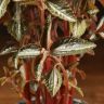 Пилея опушенная 30/10 фото 3 &mdash; Luxury Plants