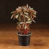 Пилея опушенная 30/10 фото 1 &mdash; Luxury Plants