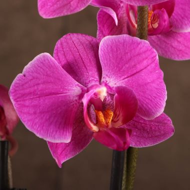 Орхидея Фаленопсис Мэриэнн 2 ст &mdash; Luxury Plants