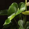 Антуриум Андрианум белый D17 фото 3 &mdash; Luxury Plants