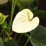 Антуриум Андрианум белый D17 фото 2 &mdash; Luxury Plants