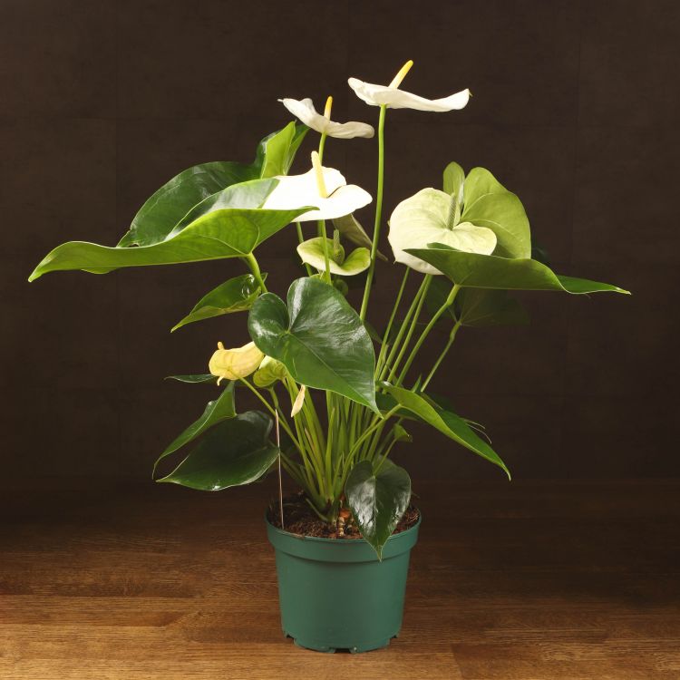 Антуриум Андрианум белый D17 фото 1 &mdash; Luxury Plants