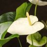 Антуриум Андрианум белый D17 фото 5 &mdash; Luxury Plants