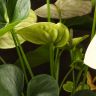Антуриум Андрианум белый D17 фото 4 &mdash; Luxury Plants