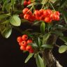Бонсай Пираканта белая плошка 35 см фото 2 &mdash; Luxury Plants