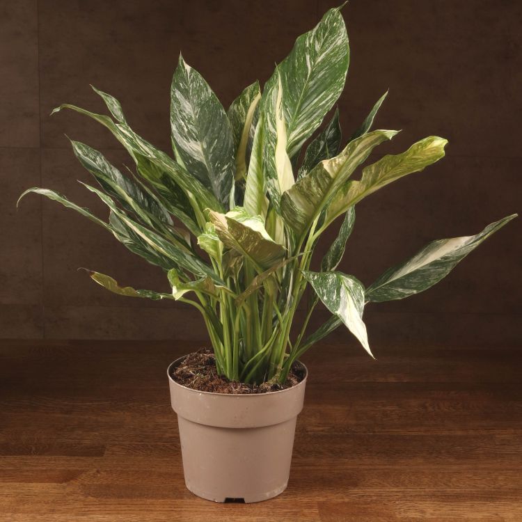 Спатифиллум Даймонд 50/17 фото 1 &mdash; Luxury Plants