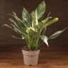 Спатифиллум Даймонд 50/17 фото 1 &mdash; Luxury Plants